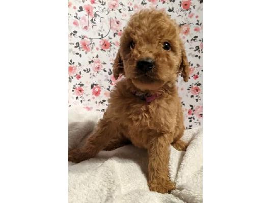 Εκπληκτικά κουτάβια Goldendoodle